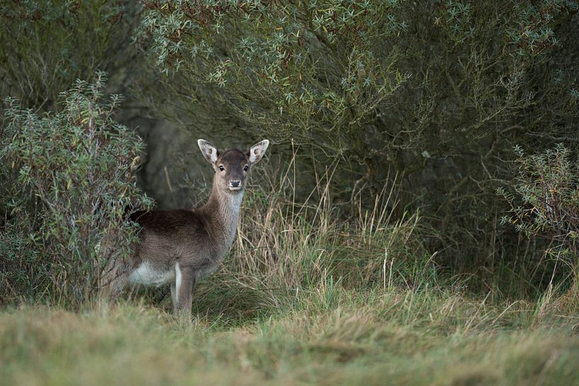 Damhirsch ( Dama dama ), Kahlwild, Weibchen, steht versteckt zwischen Büschen und beobachtet aufmerk par wunderbare Erde