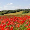 Mohnlandschaft von Yvonne Blokland