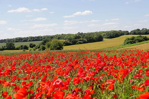 paysage de coquelicots