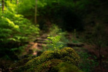 Stehender Baum allein von Erwin Huizing