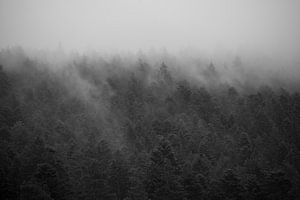 La forêt dans la brume #3 sur Floris Kok