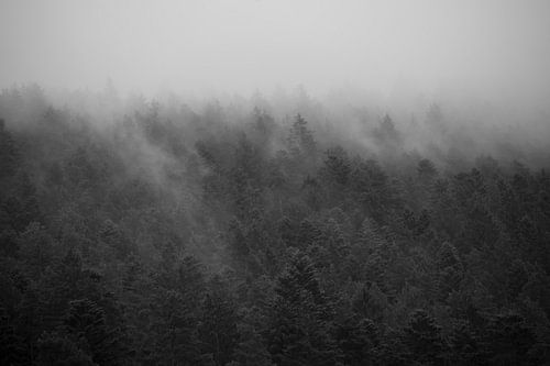 La forêt dans la brume #3