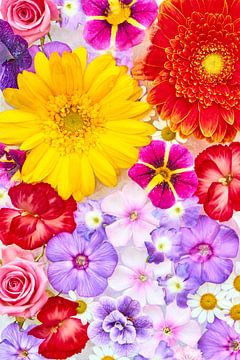 “IJskoude zomerbloeiers in vrolijke kleuren” van Jenco van Zalk