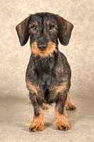 Dachshund Rough-haired
