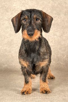 Dachshund Rough-haired by Tony Wuite
