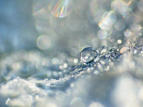 Morning Glory. (Drop with Bokeh) by Caroline Lichthart