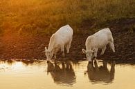 Witte koeien, drinkend bij zonsondergang van Karla Leeftink thumbnail