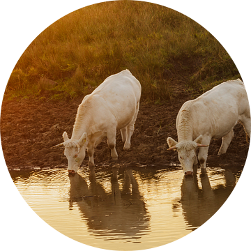 Witte koeien, drinkend bij zonsondergang van Karla Leeftink