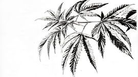 Digital drawing of cannabis leaves by Frank Heinz