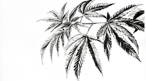 Digitale tekening van cannabisbladeren
