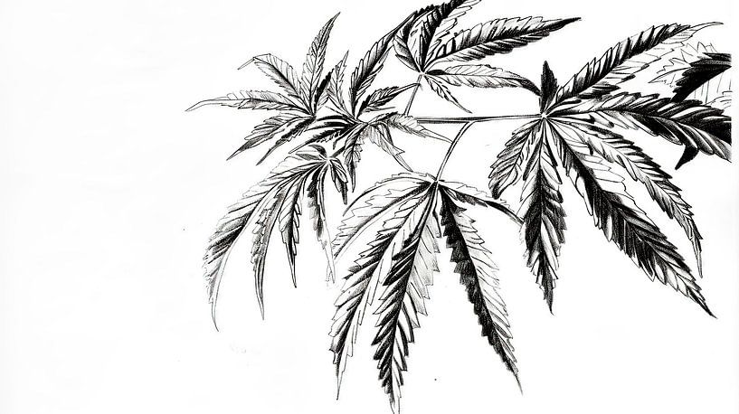 Digitale Zeichnung von Cannabisblättern von Frank Heinz