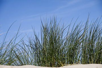 Helmgras op Nederlandse strand duin van Peter van Weel