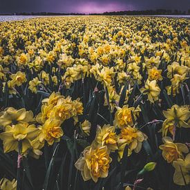 Daffodils  by A2J Photography
