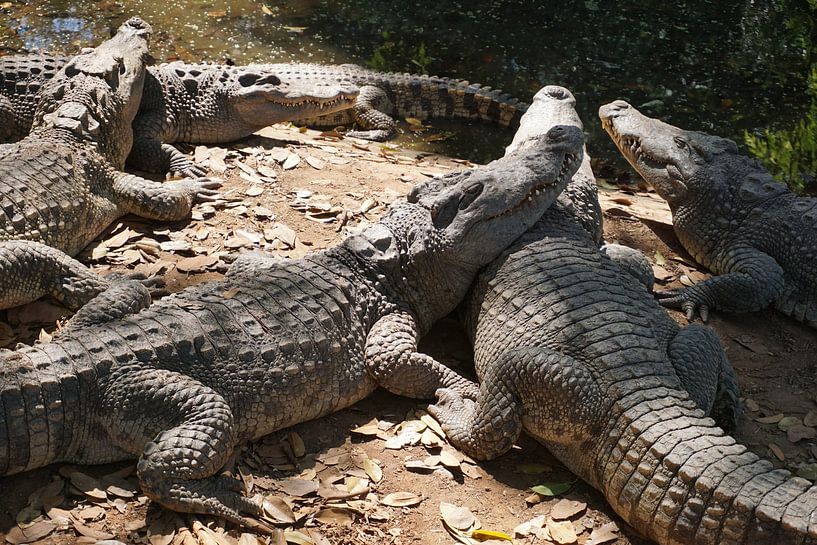 krokodil van Bart Cornelis de Groot