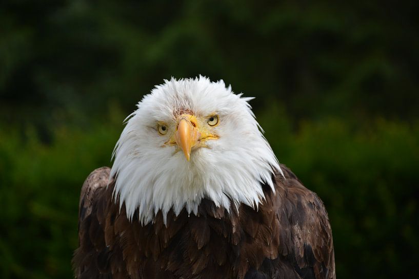 Bath Sacha white-tailed eagle by Henriette Tischler van Sleen