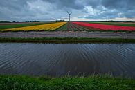 Tulpenzwiebelfelder in Nordholland von Jeroen Stel Miniaturansicht