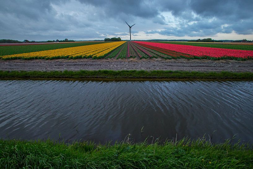 Tulpenzwiebelfelder in Nordholland von Jeroen Stel