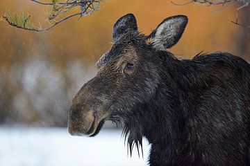 Moose ( Alces alces ) in winter, headshot of an adult female van wunderbare Erde