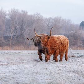 Scottish Highlander by PeetMagneet