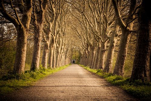 Avenue on the estate of Haanwijk