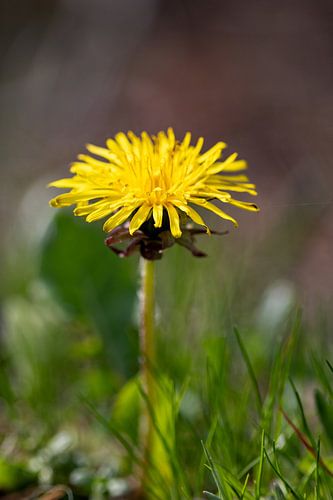 Dandelion