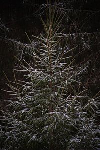 Fichte im Schnee