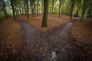 Sentier forestier