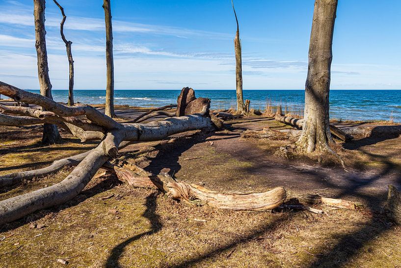 Ghost forest on the Baltic coast near Nienhagen by Rico Ködder