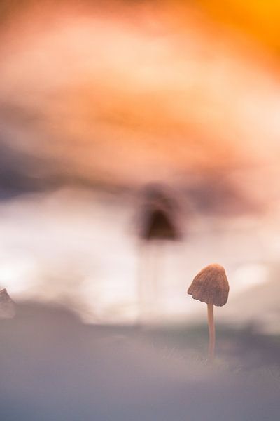 champignon par peterheinspictures