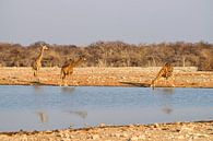Giraffen bij de poel van Merijn Loch thumbnail