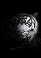 witte tijger