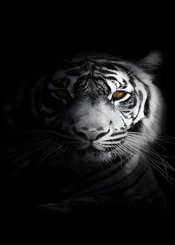witte tijger