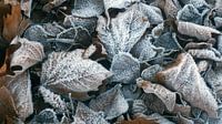 Herfstblad