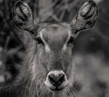 Waterbok in zwart/wit van Bouke Lolkema