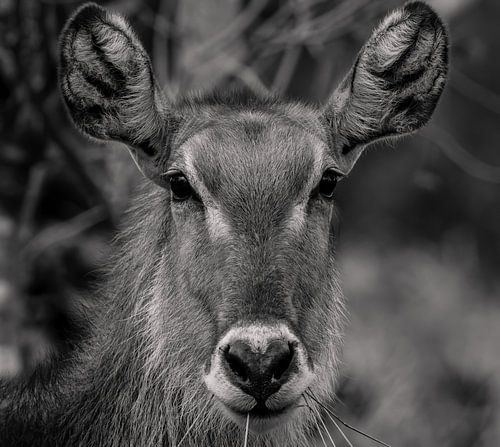 Waterbuck in black and white