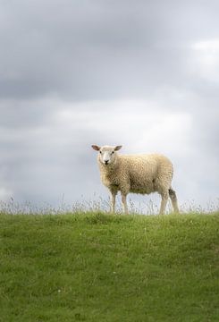 The sheep on the dike by Marc-Sven Kirsch