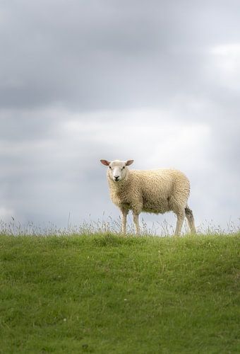 The sheep on the dike