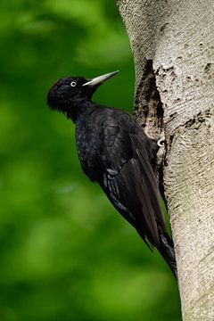 Zwarte specht ( Dryocopus martius ), vrouwtje in spechtengrot, wilde dieren, Europa. van wunderbare Erde