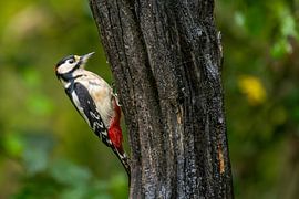 Great spotted woodpecker by Peter Bartelings