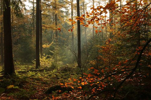 La forêt à Beetsterzwaag
