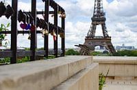 Pigeon à Paris