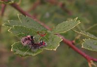 kleurrijke rups