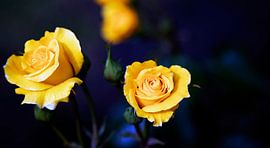 Gele Rozen op Blauw van Petro Luft
