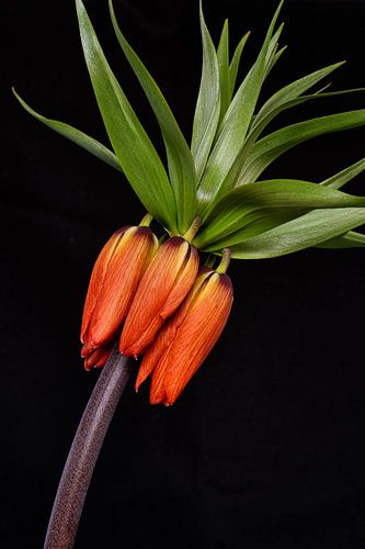 Fritillaria imperialis (Kaiserkrone)