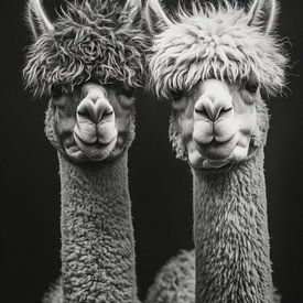Couple d'alpagas Power | Pas de drame, seulement des lamas sur Frank Daske | Foto & Design