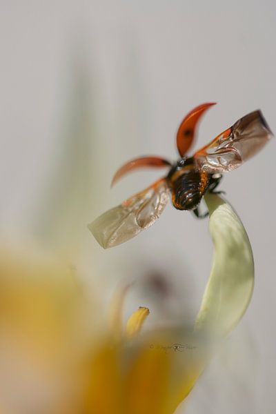 Ladybird on the run by Monique Visser