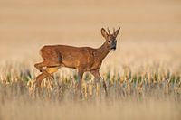 een reebok (Capreolus capreolus) springt op een geoogst tarweveld