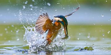 IJsvogel - IJsvogel komt uit het water met een zojuist gevangen vis