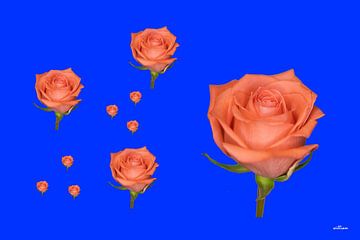 Roze rozen op een blauwe achtergrond van whmpictures .com