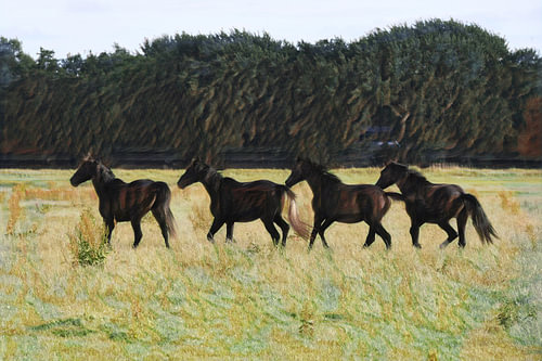Paarden in het Hollandse land